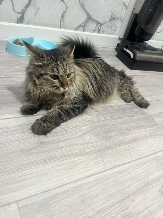 Отдам в хорошие руки кота