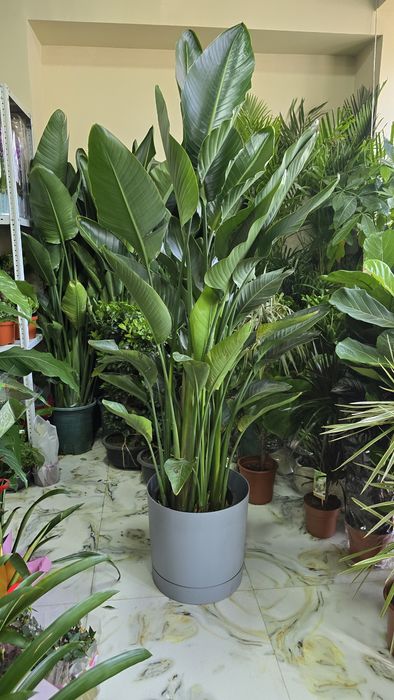 Стрелиция. Стрелиция 180-200 см.