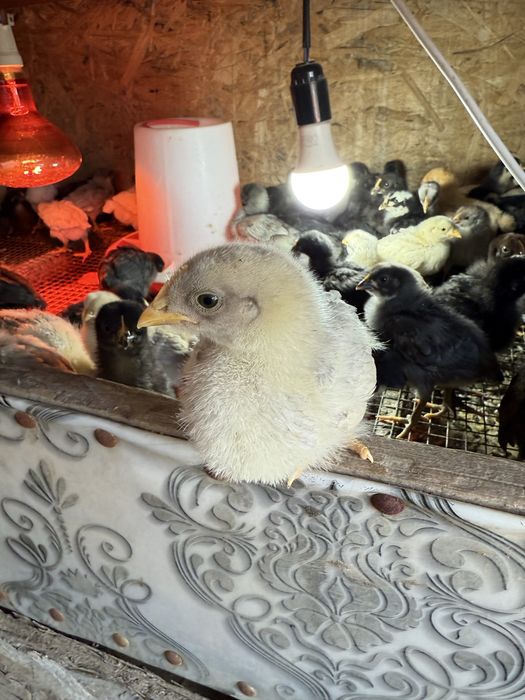 Үй тауықтарының балапандары.