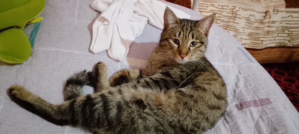 Мушиклар хадияга