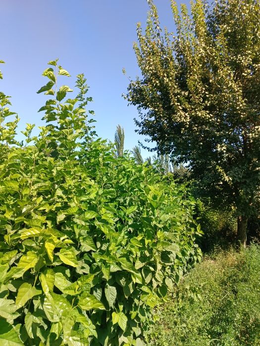 Tut koʻchatlari sotiladi. 20 sotx joyga ekilgan optim sotiladi.