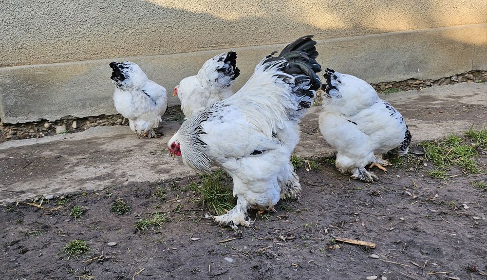 Cocos Brahma Herminat Deschis