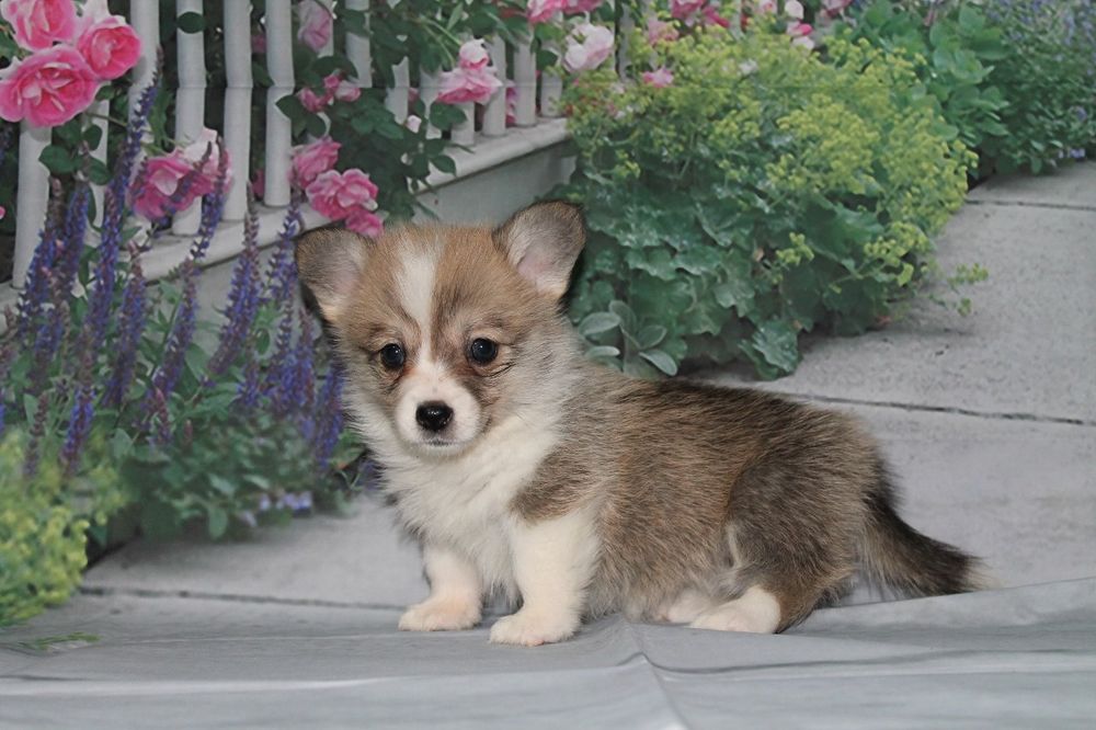 Очаровательные щенки корги.