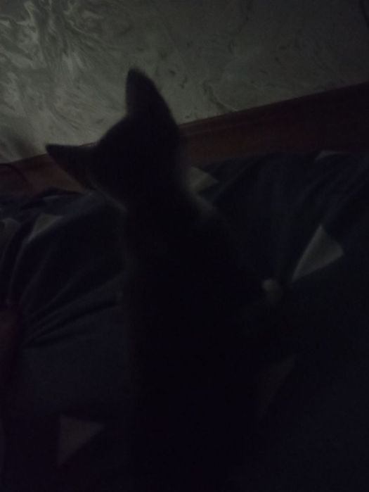 Отдадим котёнка в добрые руки (девочка)
