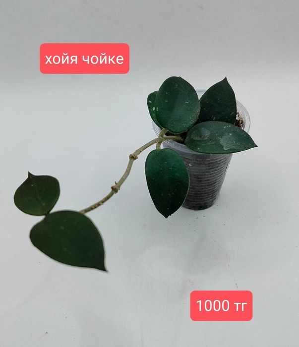 Комнатные растения.