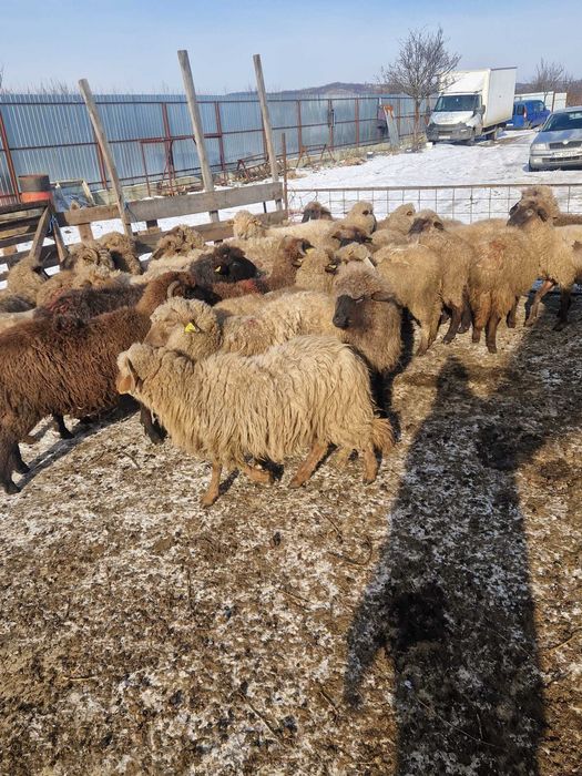 Vand 20 de oi la 500 de lei bucata