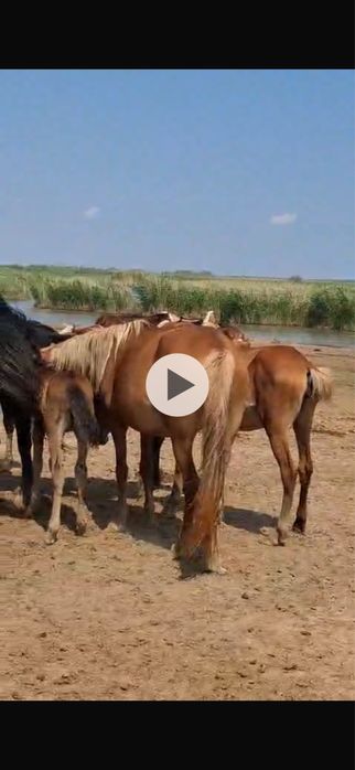 Құлынды Бие, бие с құлынам