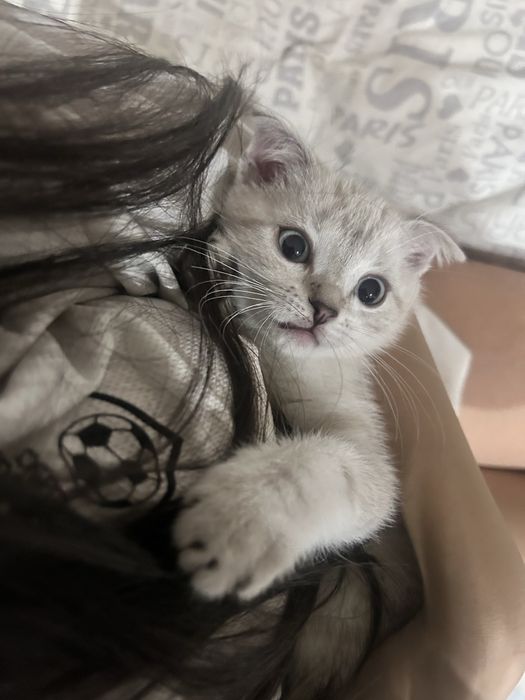 СРОЧНО !! Веслоухий котенок