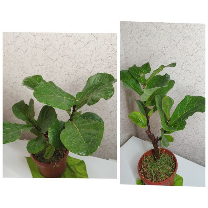 Фикус Лирата Белизе Али  Лирата бамбино