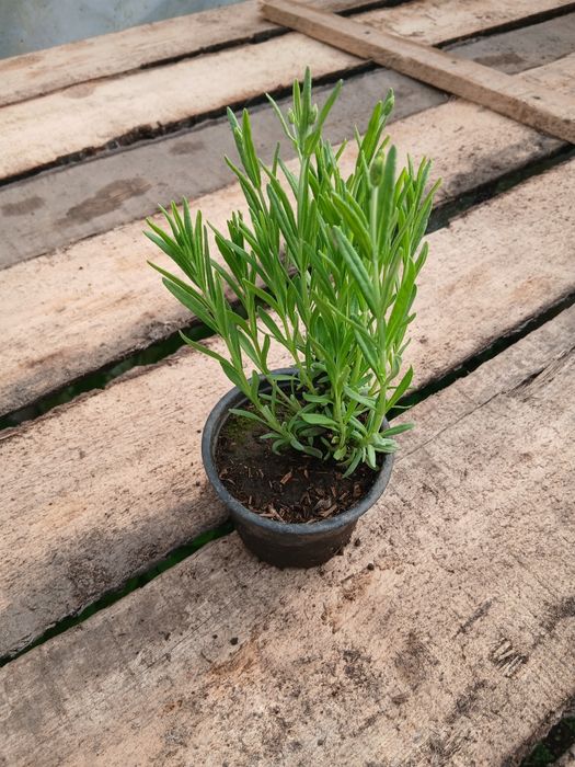 Lavanda de vânzare