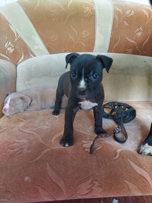 Продам щенков породы Американский питбуль