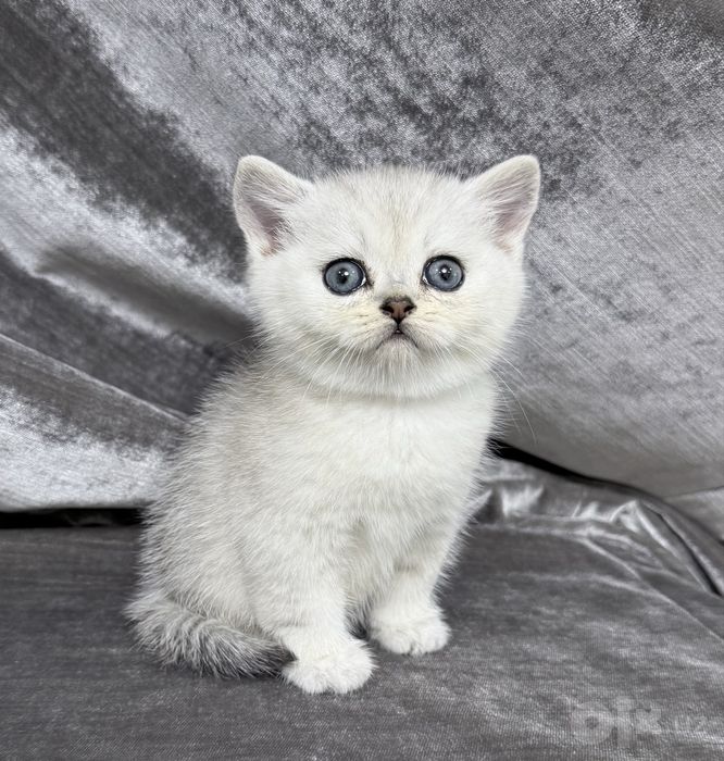 British Shorthair шиншилла