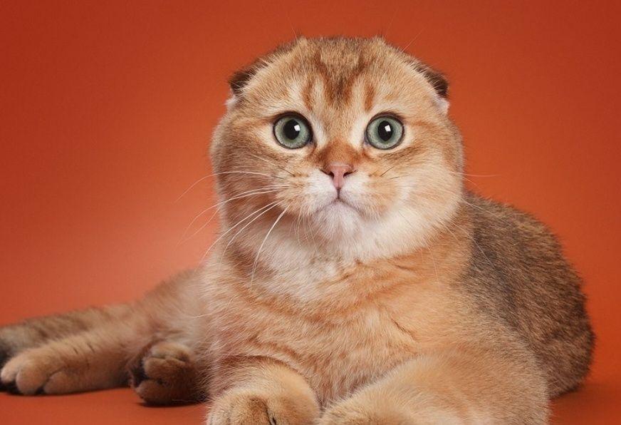 Вязка шотландского