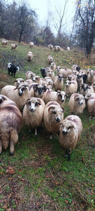 Oi turcane de vânzare