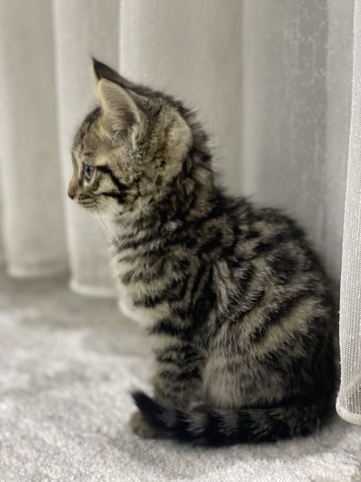 Bengal mushuk bolasi