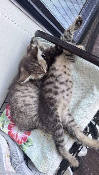 Отдам котят в добрые руки