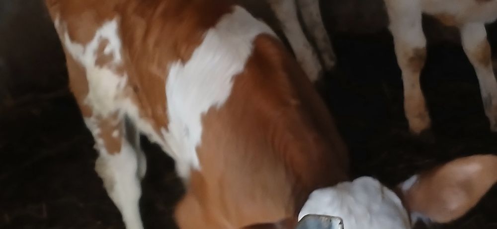 Vitei dela  3  saptamani-3 luni