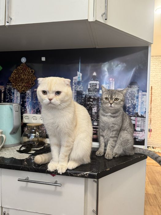 Кот шотландский на вязку