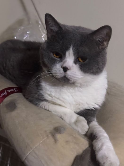Pisică British Shorthair Bicolor – 3 ani