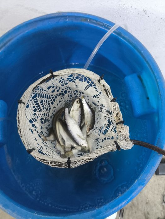 живец сорожка уклейка елец 150 тг