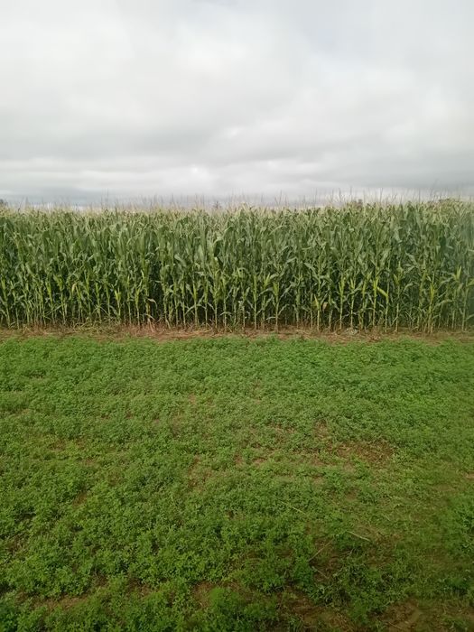 Siloz de porumb anul 2025