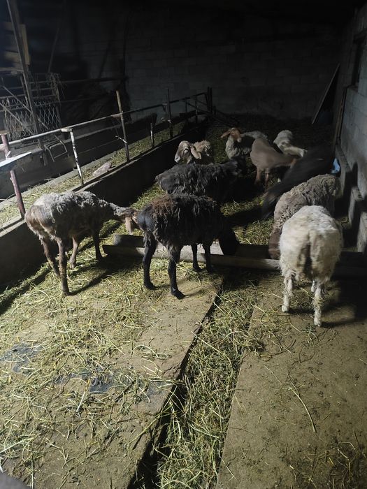 Семіз тоқтылар бар