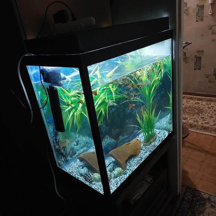 Аквариум рыбки декоры