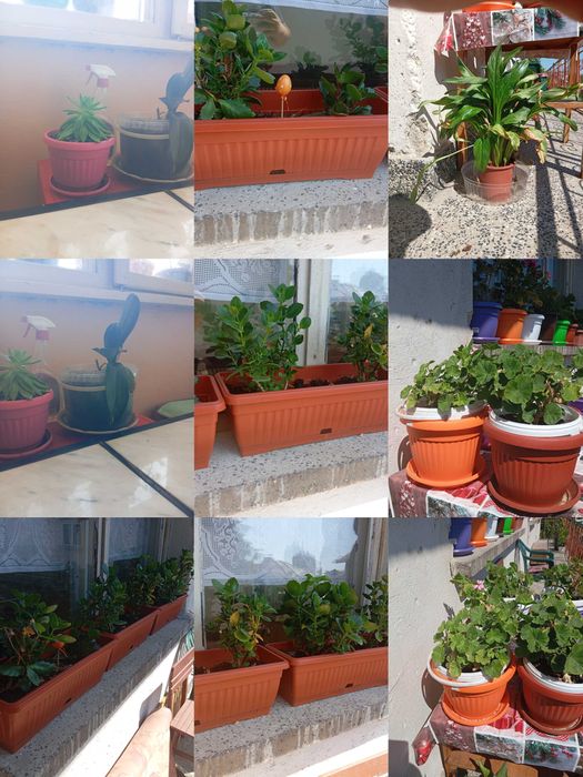 Цветя за дома и телевизор