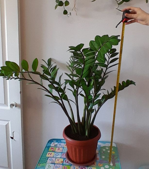 Камнотные цветы Замиакулькас