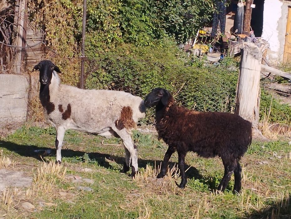 Бараны мереносцы