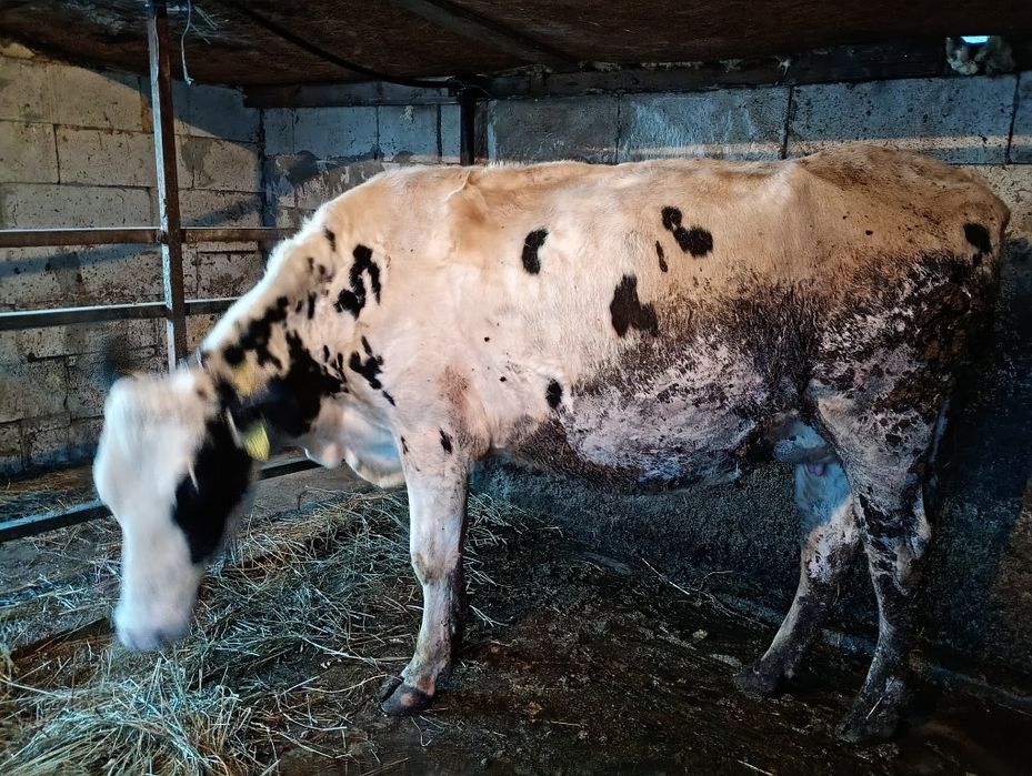 Vacă Holstein de vânzare