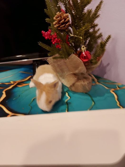 Pui iepurasi miny-toy miniatura POZE REALE!   ,rasa pitica).!