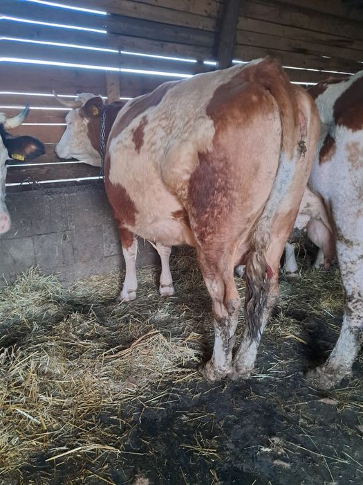 Vând 5 vaci  frumoase