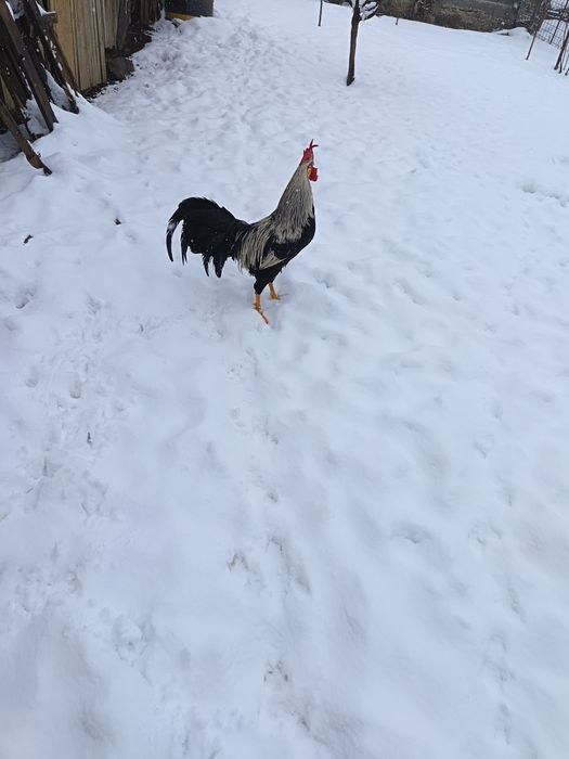 Cocoși italieni tineri