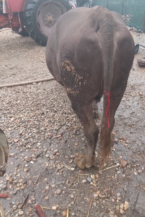 Vacă metis angus