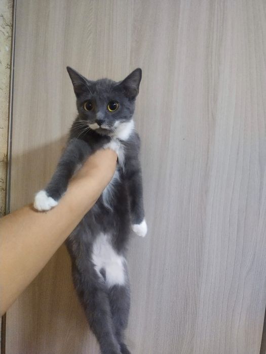 Кошечка 3 мес  возраст
