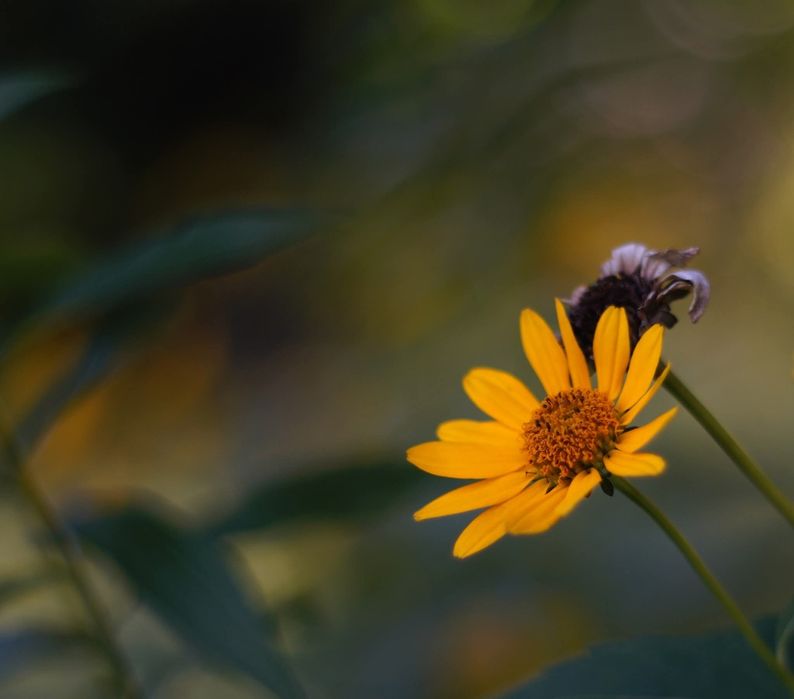 Obiective Helios, Zeiss, Yashica