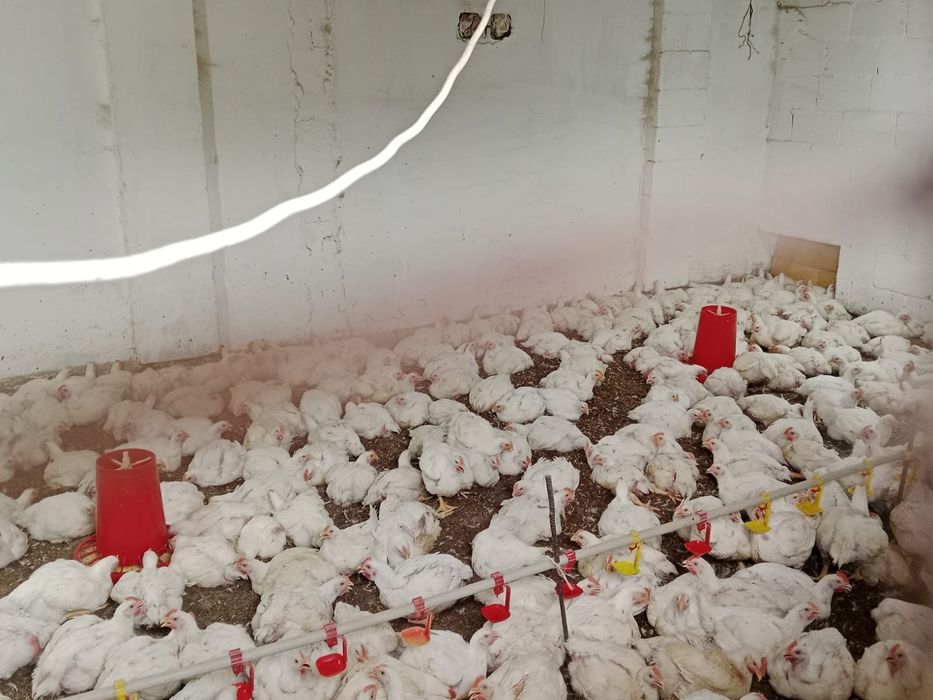 Бройлеров Куры свежий