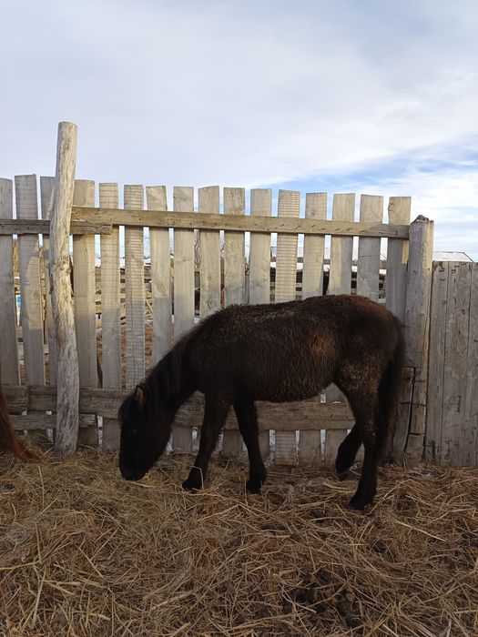 Жылқылар сатылады