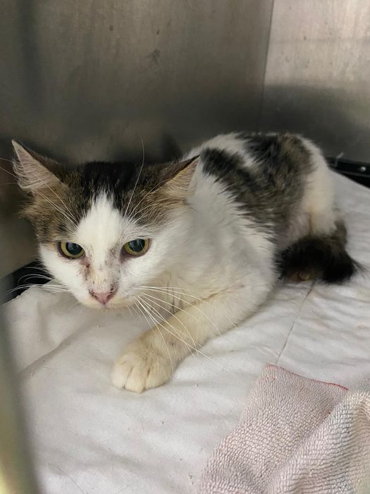 Adopție urgenta București riscă să ajungă în stradă