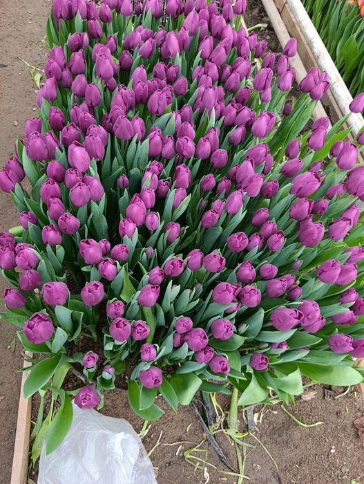 Оптом тюльпаны алматы в городе есть склад