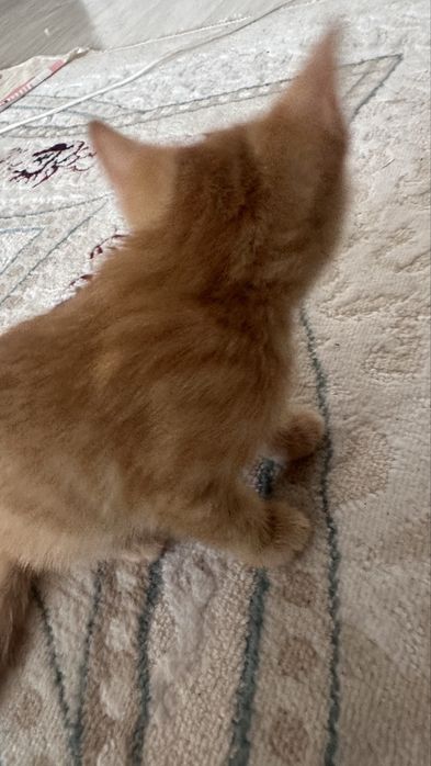 Отдам котенка в хорошие руки