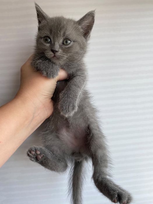 Продам милых котят.
