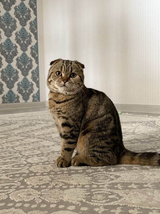 Шотландская вислоухий кот.