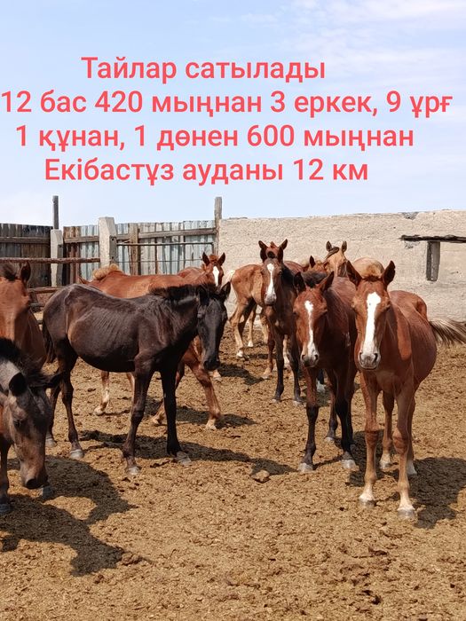 Тайлар сатылады оптом