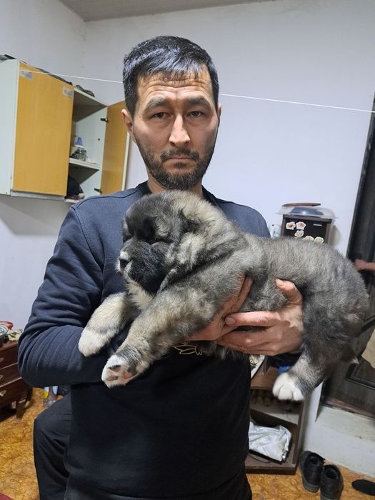 Щенки кавказской овчарки