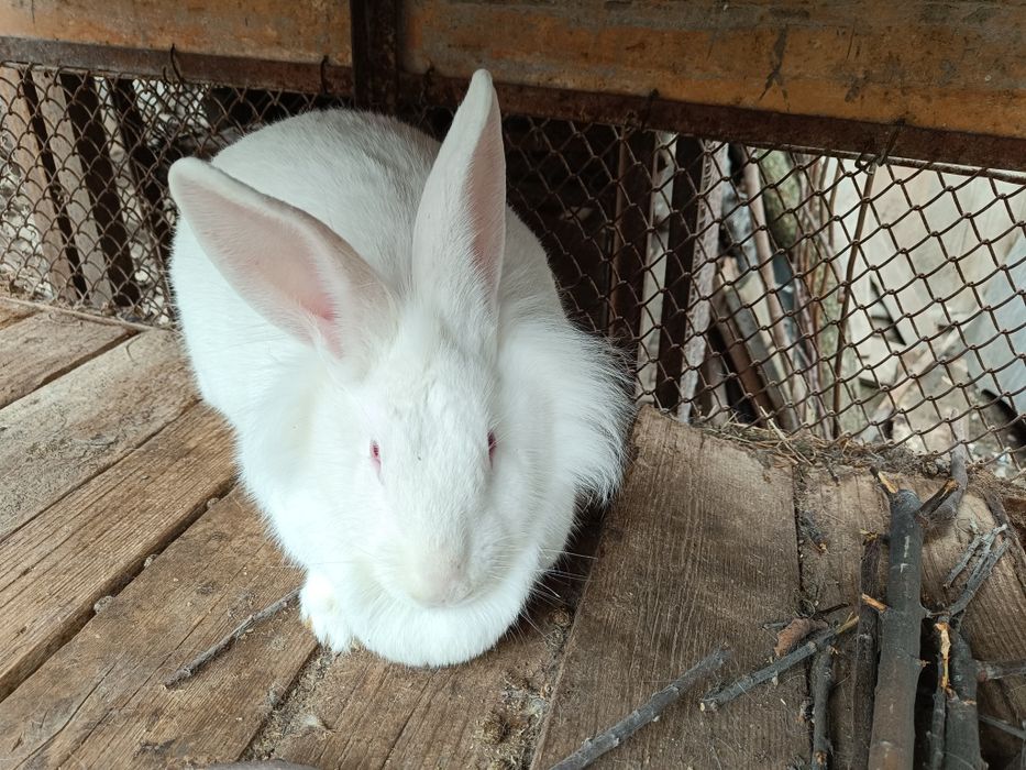 Продаються кролики домашние