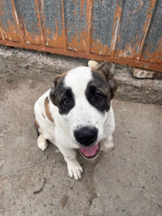 Щенок алабай самец