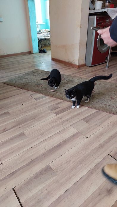 Отдам двух котят 4 месячнвх в добрые руки