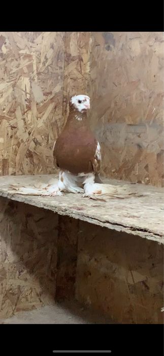 Голуби вольерные